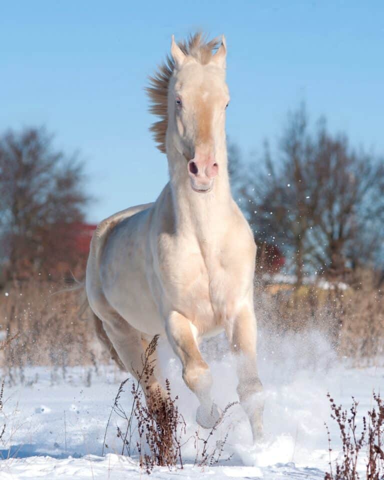 Bay Horse 15 Color Variations of Bay Horses Explained (With Pictures)