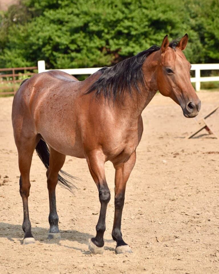 Bay Horse 15 Color Variations of Bay Horses Explained (With Pictures)