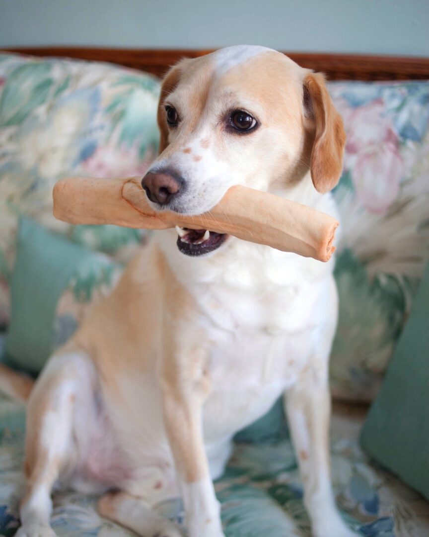 Lab Hound Mix 8 Common Hound Dog Breeds Mixed With Labs