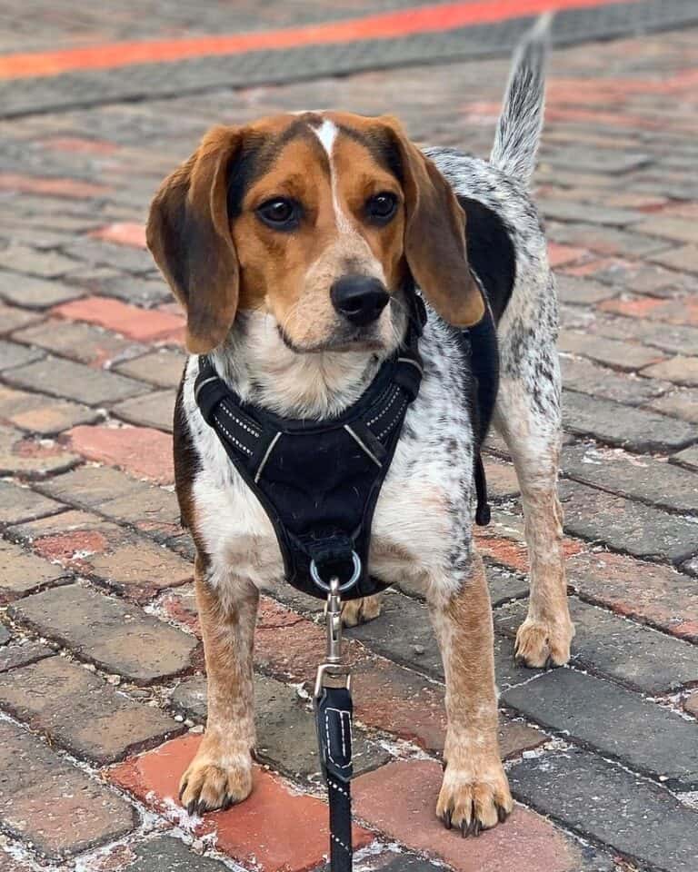 Blue Tick Beagle A Guide to This LesserKnown Beagle Color