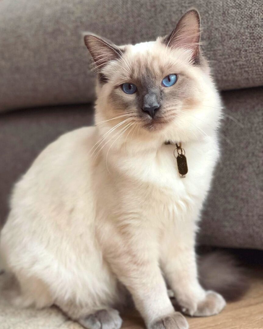 Ragamese (Ragdoll & Siamese Mix) Info, Facts, Pictures, FAQs & More