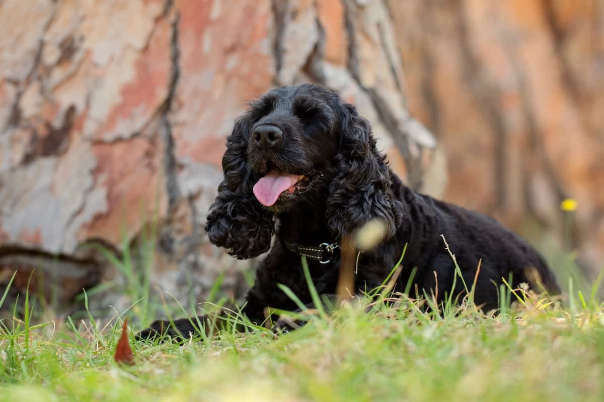 Black Cocker Spaniels (Ultimate Breed Guide) 62 Beautiful black Cocker Spaniel in a forest