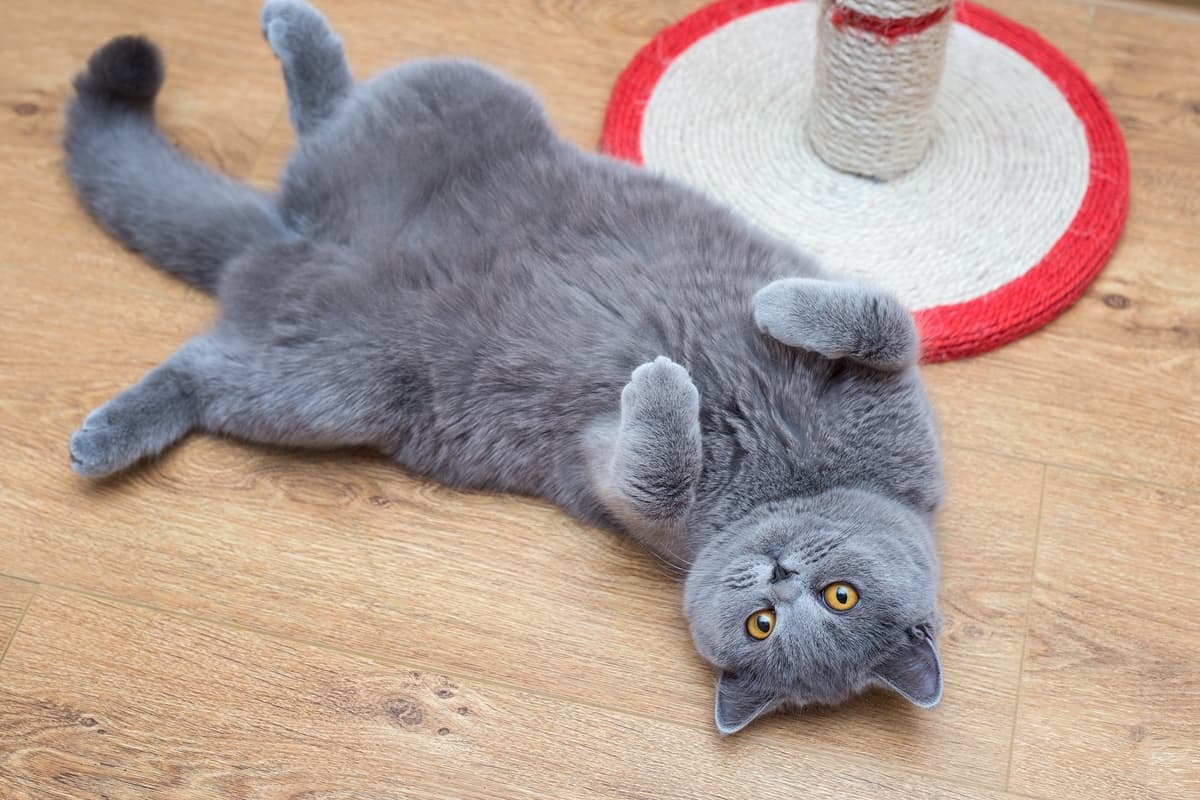 Beautiful grey cat lying in a belly up position