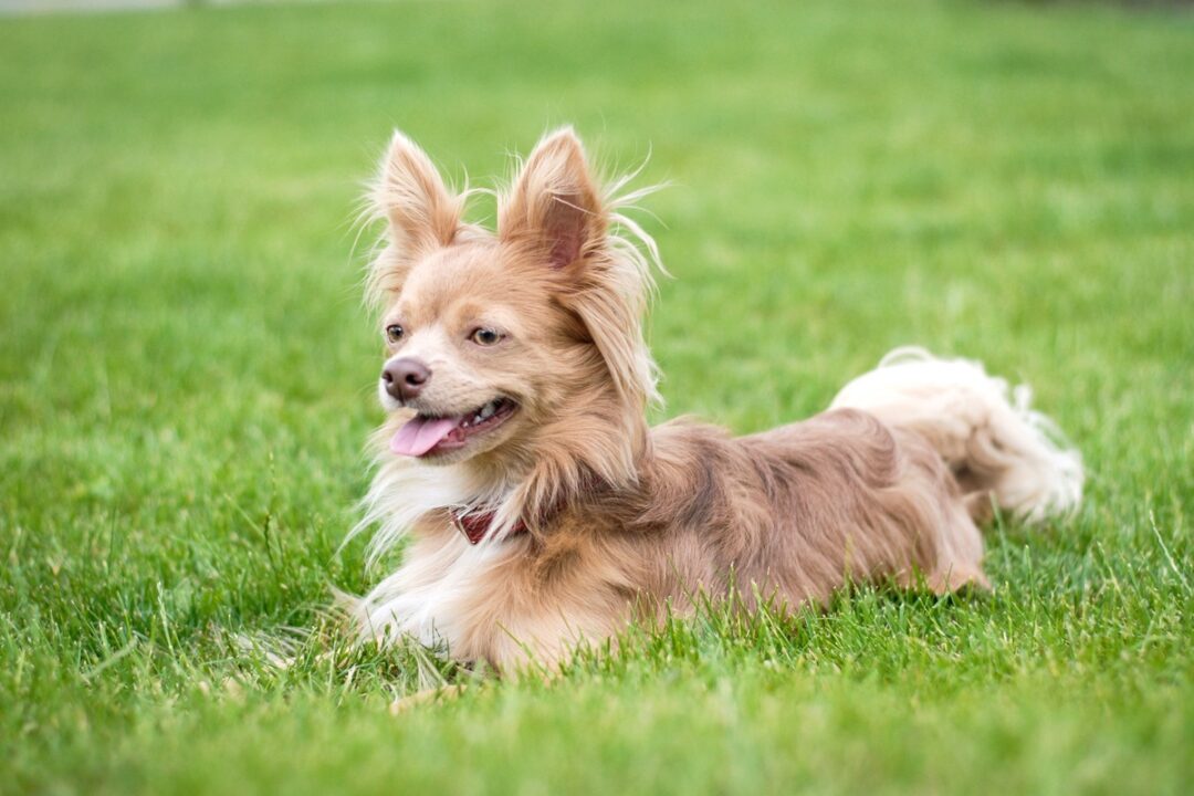 Long Haired Chihuahua Info, Pictures, Health, & FAQs