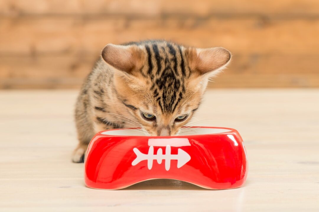 How Much Does a Bengal Cat Cost? (2024 Price Guide)