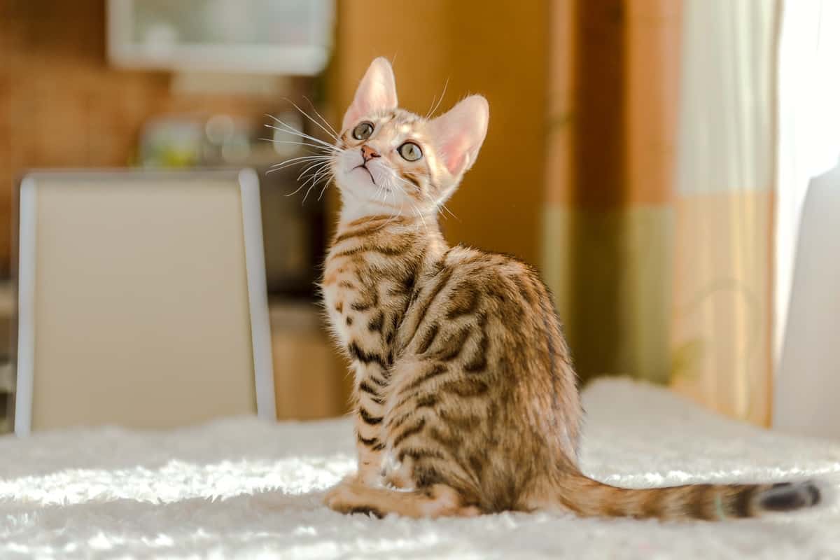 Precio del gato de Bengala cuánto cuesta un gato de Bengala