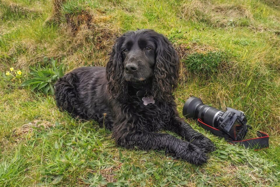 Black Cocker Spaniel What Makes Their Black Coat Iconic?