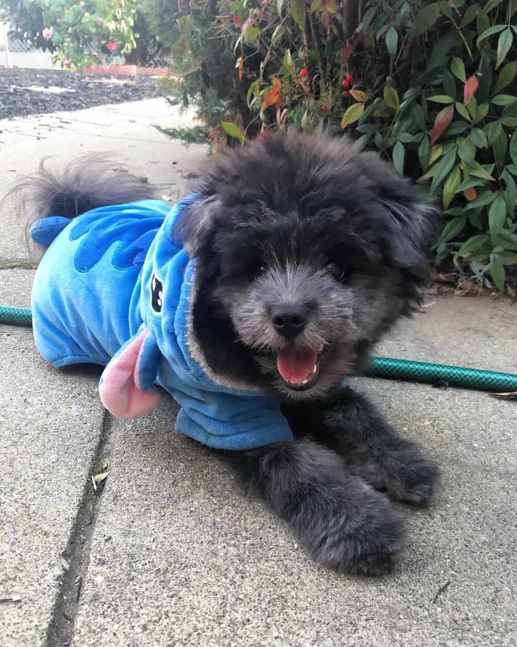 Black Maltese The Ultimate Guide to This Lovable Black Canine