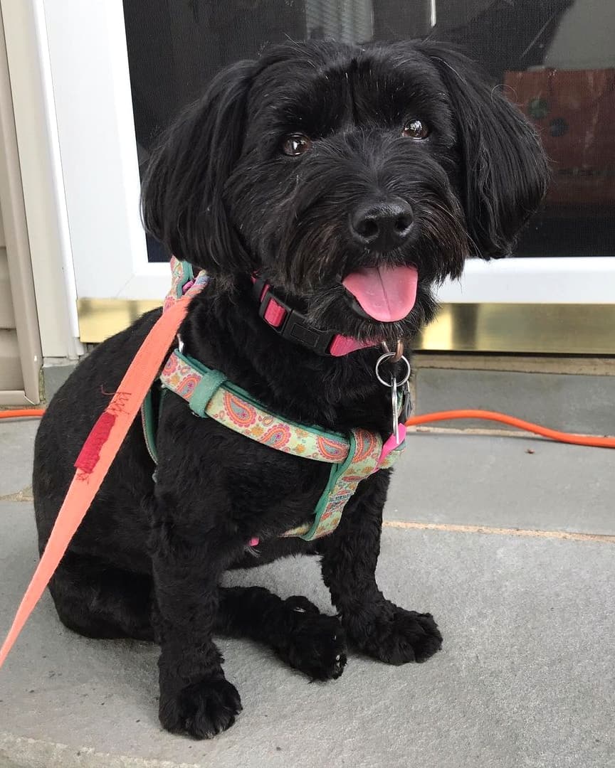 Black Maltese Yorkie mix Morkie sitting quitely