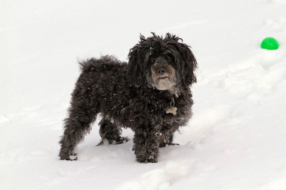 Black Maltese The Ultimate Guide to This Lovable Black Canine