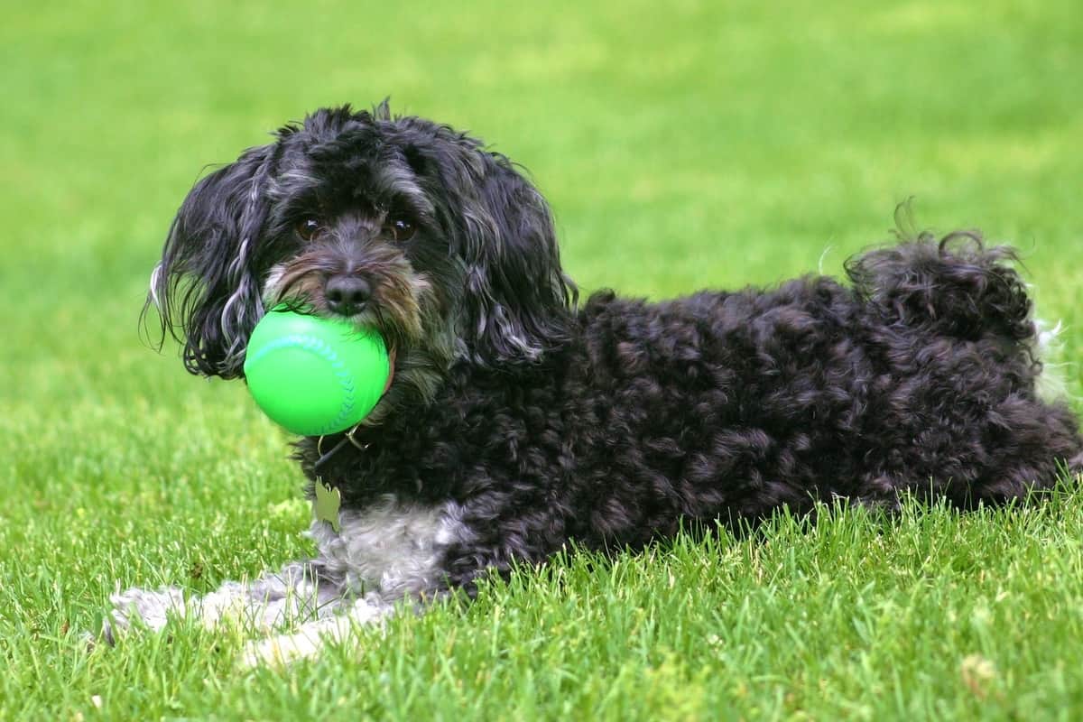 Black Maltese playing its toy on the grass