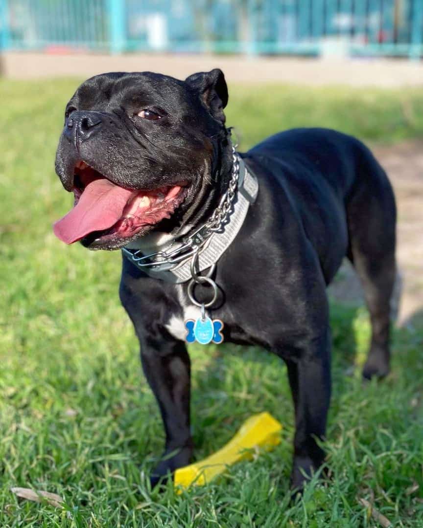 Black Pitbull English Bulldog mix outdoors