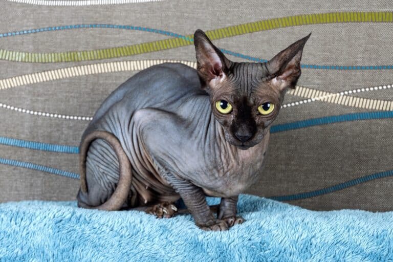 Black Sphynx Cat The Black Hairless Cat With Big Personalities