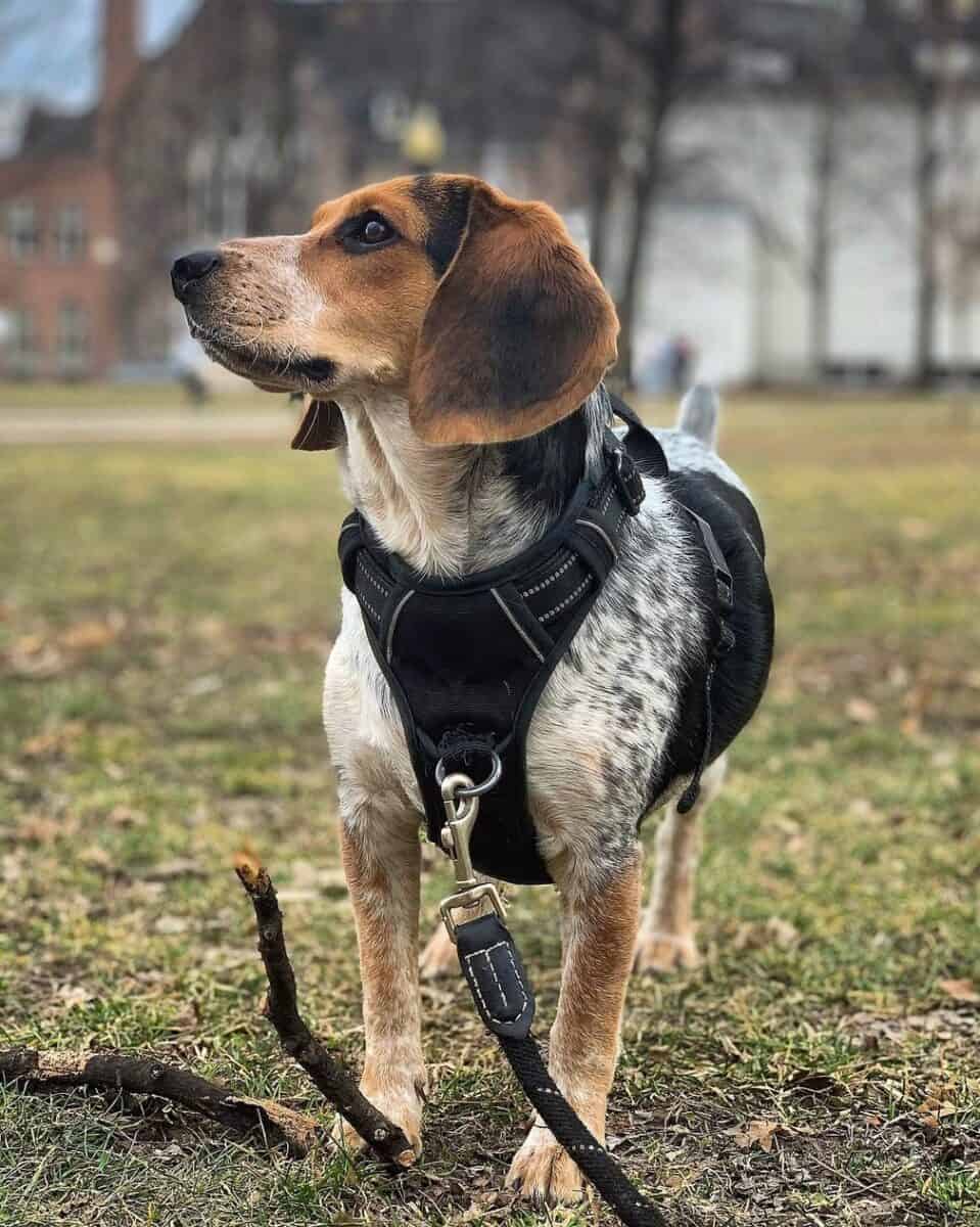 Bluetick Beagle walking on leash