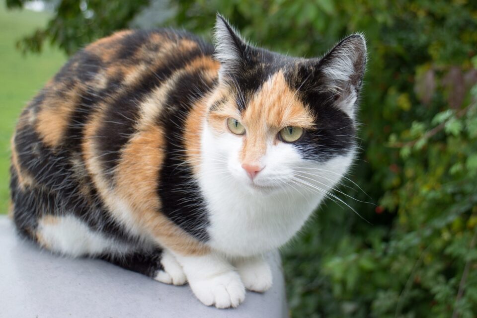 Dilute Calico Cat What Makes Their Coat Aesthetically Muted?