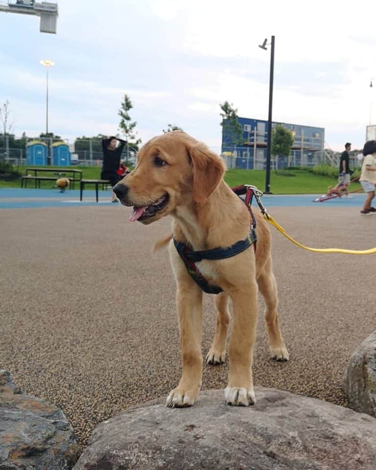 Canadian Golden Retriever Info, Facts, Pictures, FAQs & More