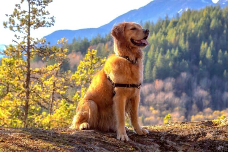 Canadian Golden Retriever Info, Facts, Pictures, FAQs & More
