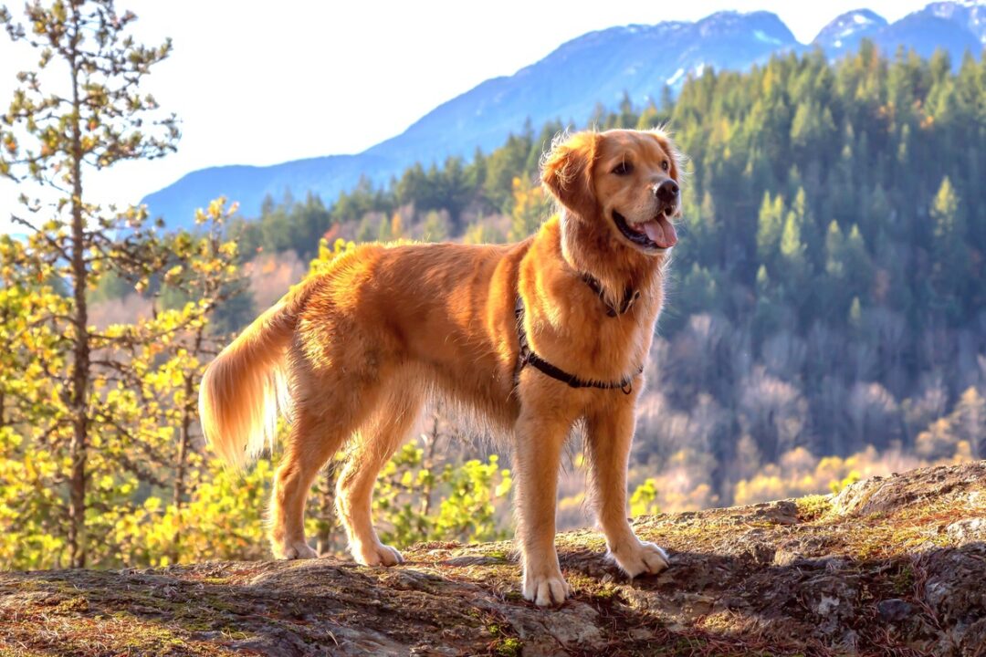 Canadian Golden Retriever Info, Facts, Pictures, FAQs & More