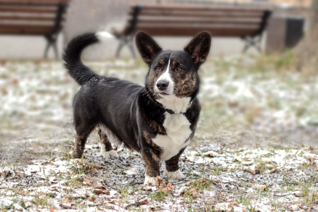 Do Have Tails? Why Do Some Have Long Tails?