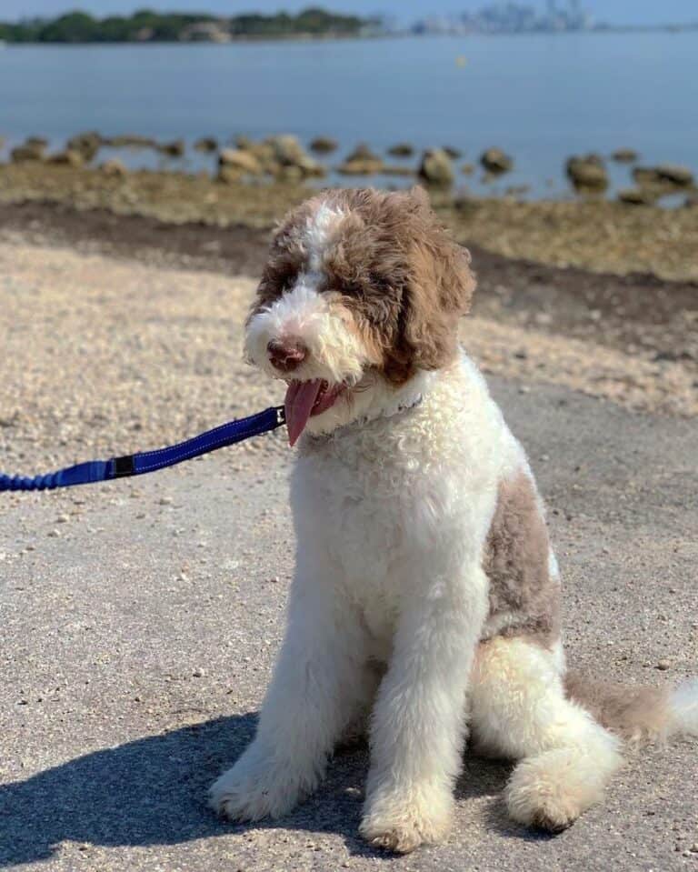 Parti Goldendoodle Get to Know This Rare Doodle Pattern