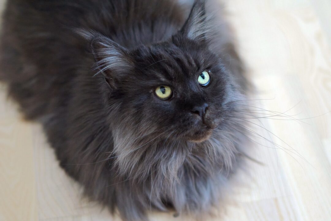 Black Maine Coon: Do Solid Black Maine Coon Cats Exist?