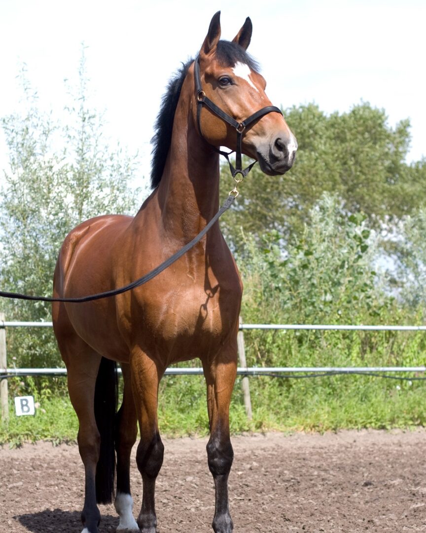 Bay Horse 15 Color Variations of Bay Horses Explained (With Pictures)