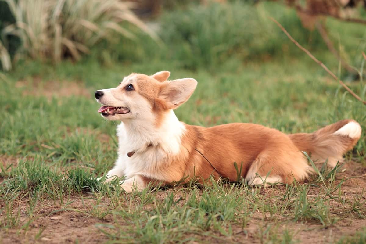 Corgi with tail sitting on the green grass