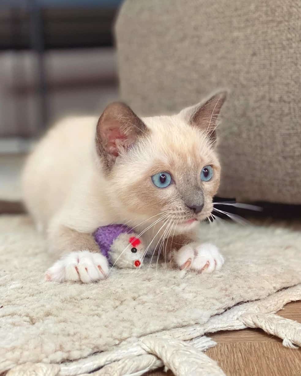 Ragamese (Ragdoll & Siamese Mix) Info, Facts, Pictures, FAQs & More