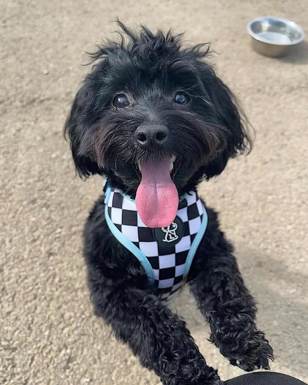 Black Maltese The Ultimate Guide to This Lovable Black Canine