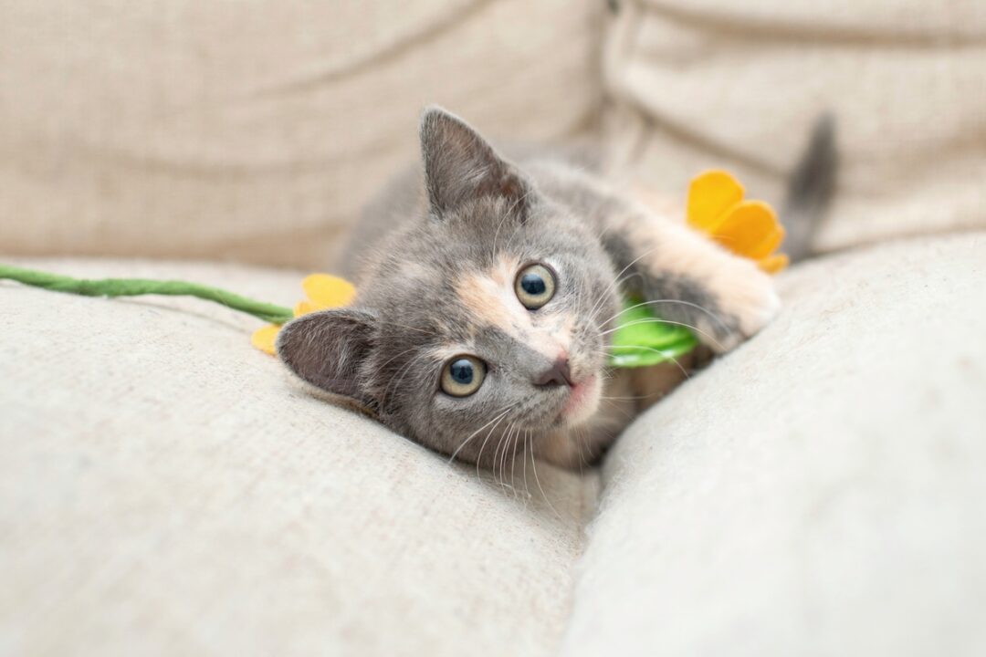 Dilute Calico Cat What Makes Their Coat Aesthetically Muted?