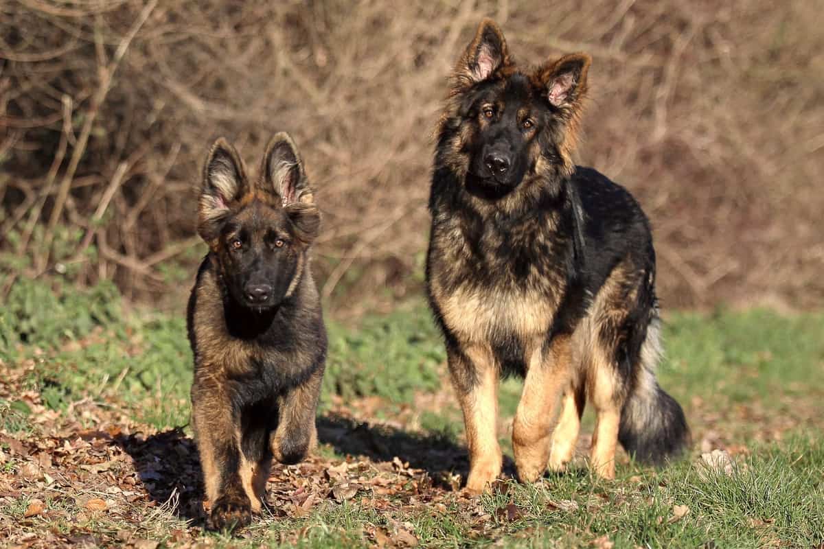 are german shepard dogs good with chickens