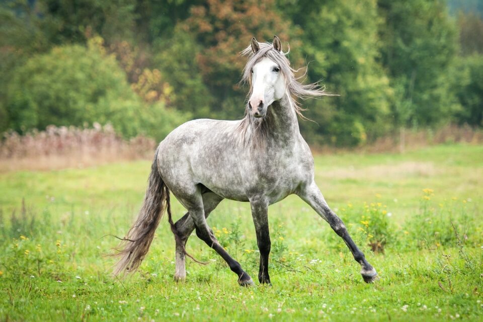 Dapple Grey Horse: Info, Pictures, Characteristics, and FAQs