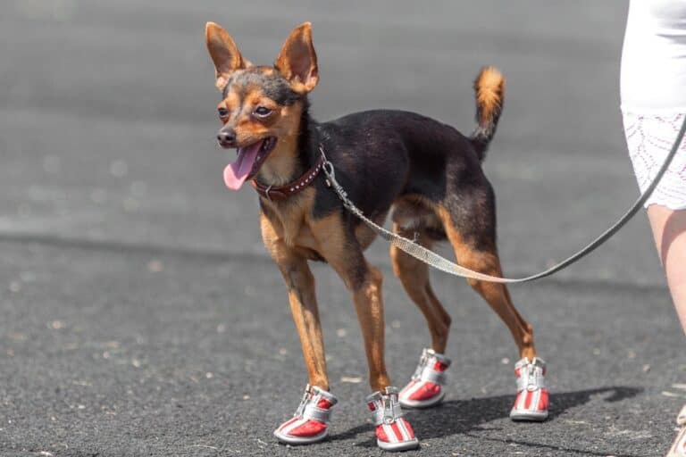 Deer Legged Chihuahua Facts About Long Legged Chihuahuas