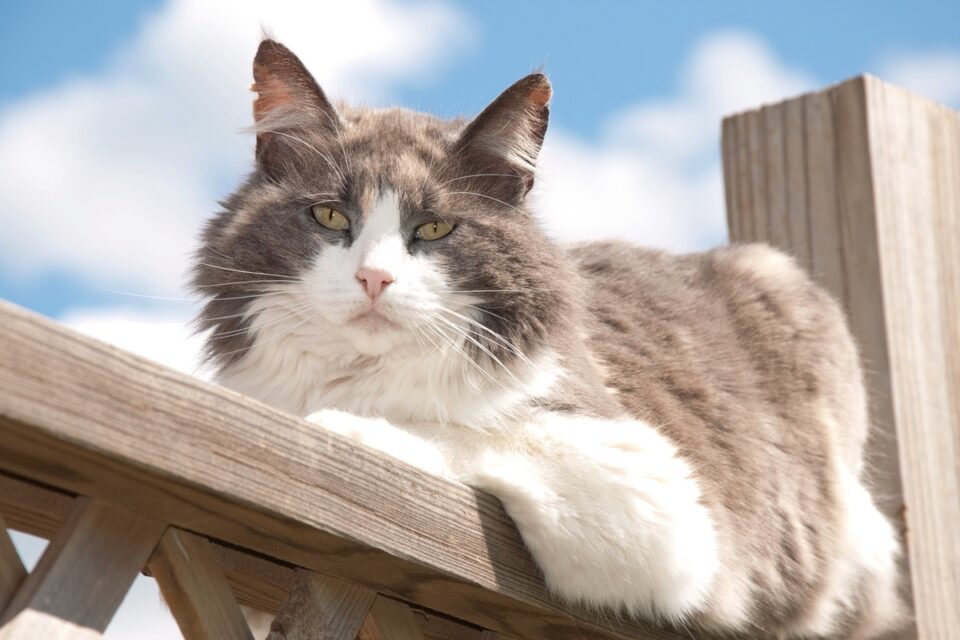 Dilute Calico Cat What Makes Their Coat Aesthetically Muted?