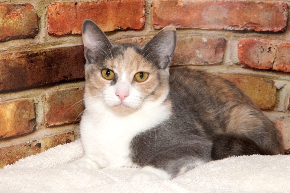 Dilute Calico Cat What Makes Their Coat Aesthetically Muted?