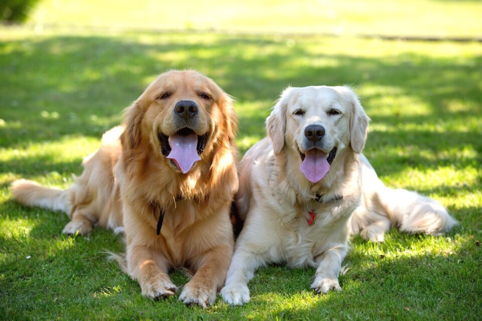 American vs. English Golden Retriever A Detailed Comparison