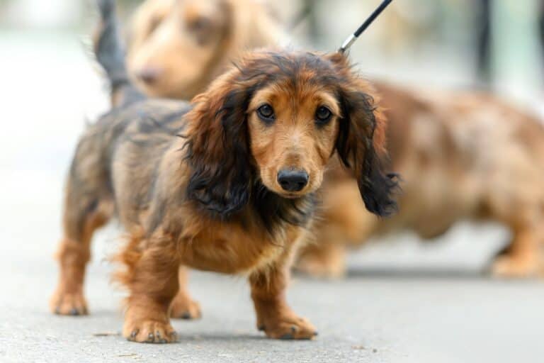 Long Haired Dachshund The Rapunzel of Sausage Dogs (Info, Pictures, FAQs)