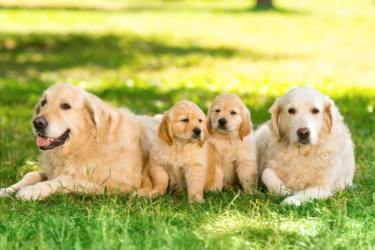 Finding show and field Golden Retriever breeders