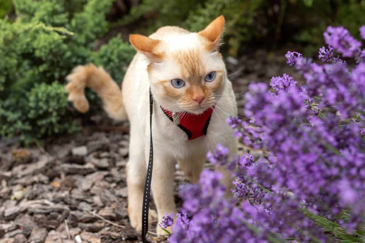 Flame point Siamese cat behind a lavender bush