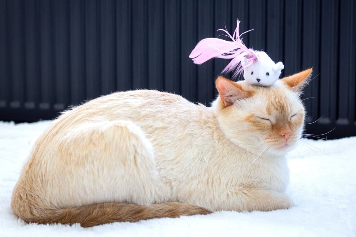 Flame point Siamese cat with cute white mouse on its head