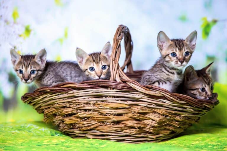 How Much Does a Savannah Cat Cost? (2024 Price Guide)