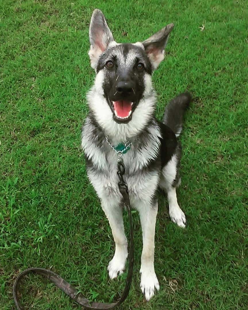 German Shepherd Coyote coydog sitting on grass