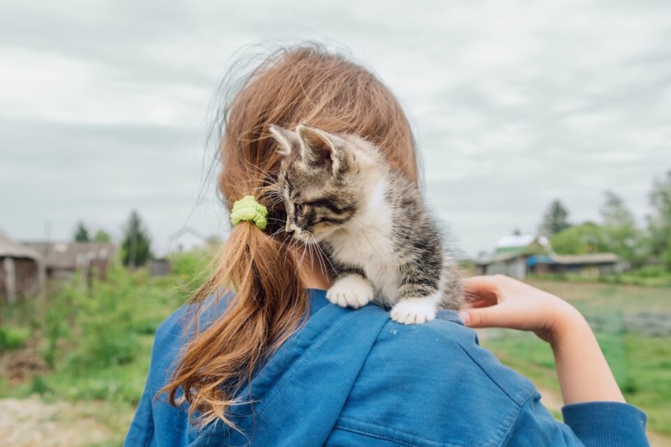 11 Ways to Find Free Kittens in Your Area for Adoption (2025)