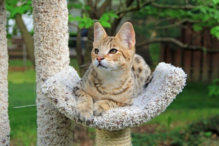 Savannah Cat Breed Information, Generations, Pictures & FAQs