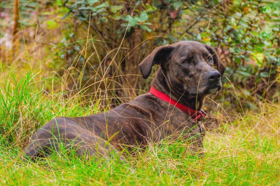 Lab Hound Mix 8 Common Hound Dog Breeds Mixed With Labs