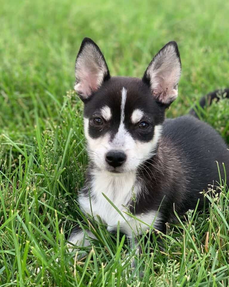 Husky Chihuahua (Chihuahua & Husky Mix) Info, Pictures, Facts, FAQs & More