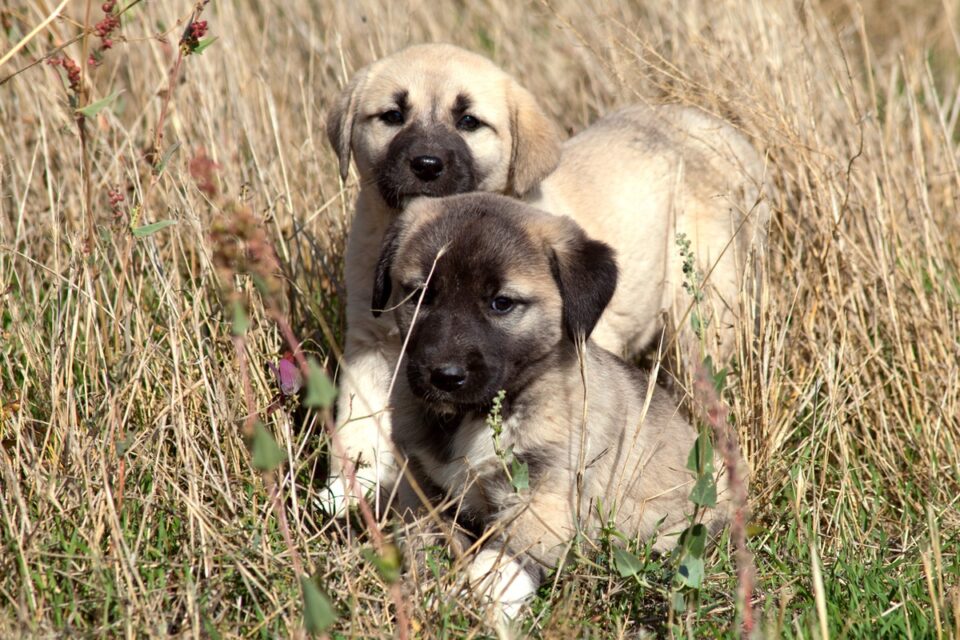 How Much Does a Kangal Dog Cost? (2024 Price Guide)