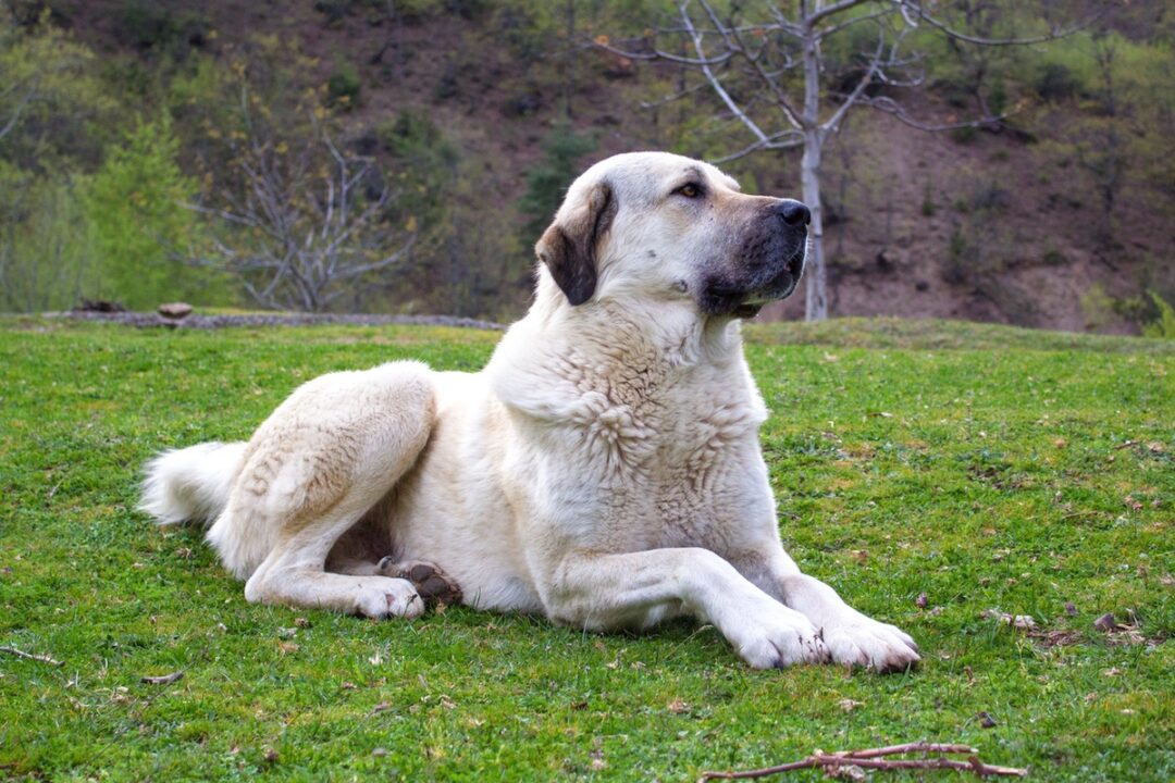 How Much Does a Kangal Dog Cost? (2024 Price Guide)
