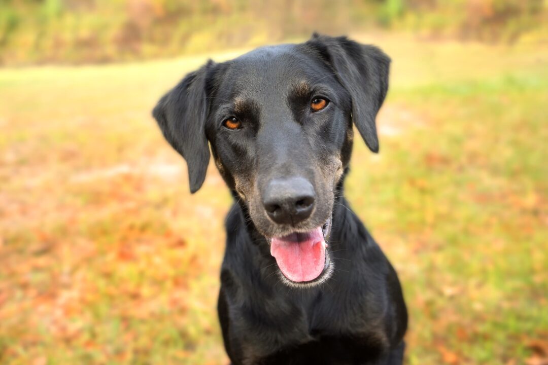 Lab Hound Mix 8 Common Hound Dog Breeds Mixed With Labs