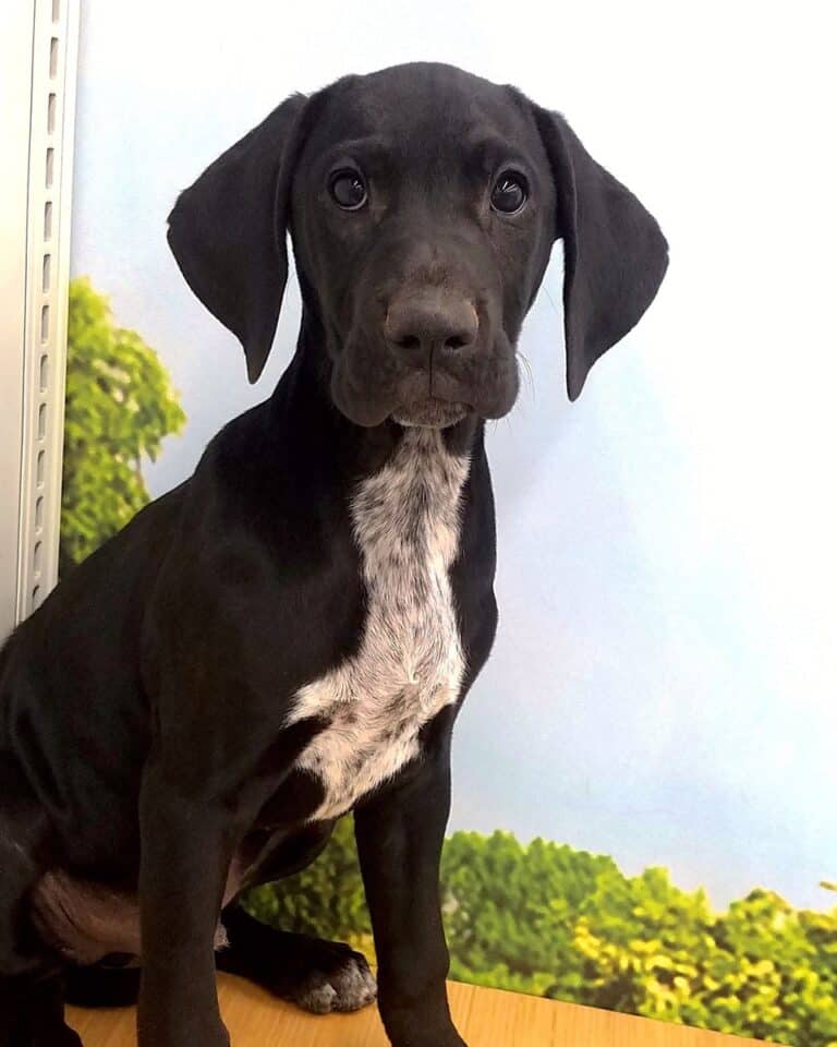 Lab Hound Mix 8 Common Hound Dog Breeds Mixed With Labs